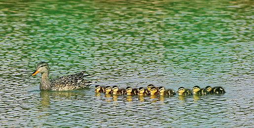 SONIC LIVE DRAWING in ASIA活动今天开始 插画复制品抽奖进行中